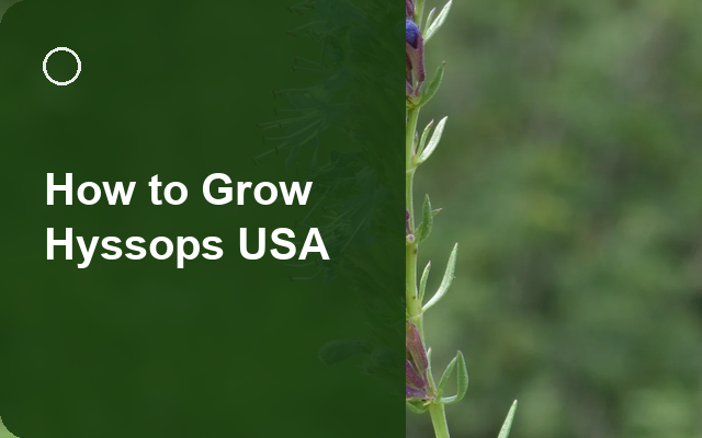 How to Grow Hyssops USA | Planting & Establishment guide thumbnail