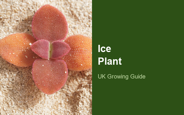 How to Grow Ice Plants | Planting & Establishment guide thumbnail