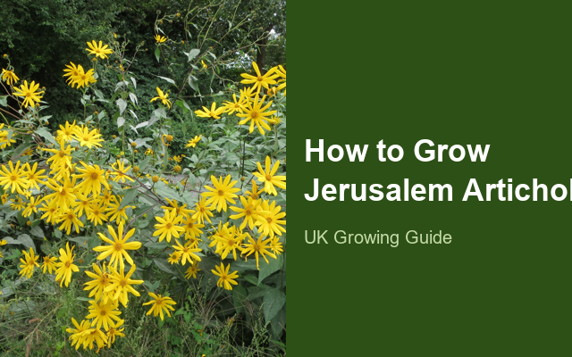 How to Grow Jerusalem Artichokes | Planting & Establishment guide thumbnail