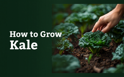 Kale guide thumbnail