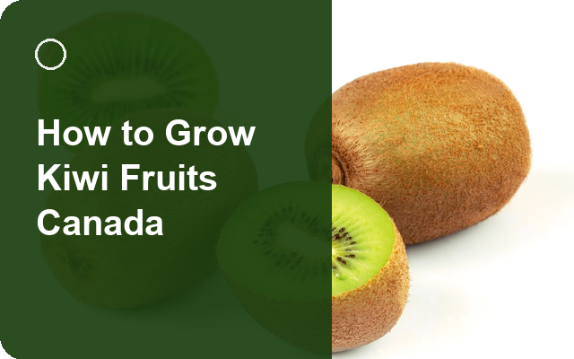 How to Grow Kiwi Fruits Canada | Care, Pests & Disease Control guide thumbnail