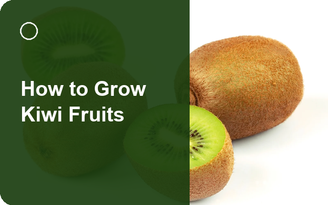How to Grow Kiwi Fruits | Care, Pests & Disease Control guide thumbnail