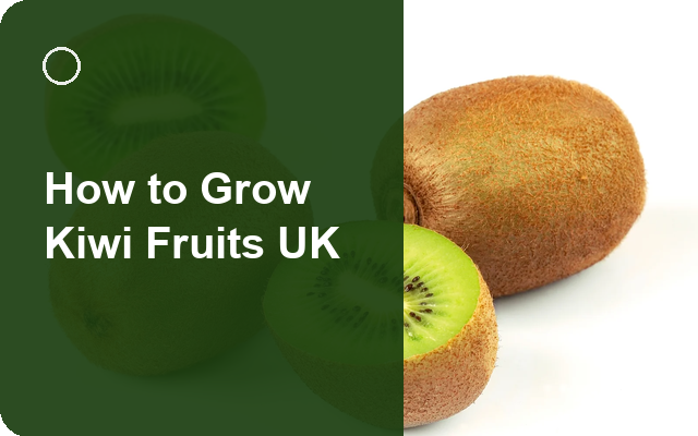 How to Grow Kiwi Fruits UK | Regional Planting Calendar guide thumbnail