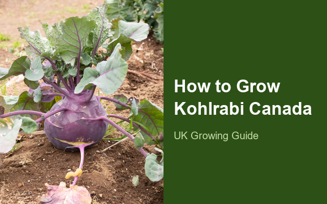 How to Grow Kohlrabis Canada | Care, Pests & Disease Control guide thumbnail