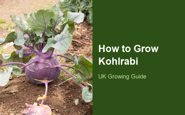 How to Grow Kohlrabis | Care, Pests & Disease Control guide thumbnail