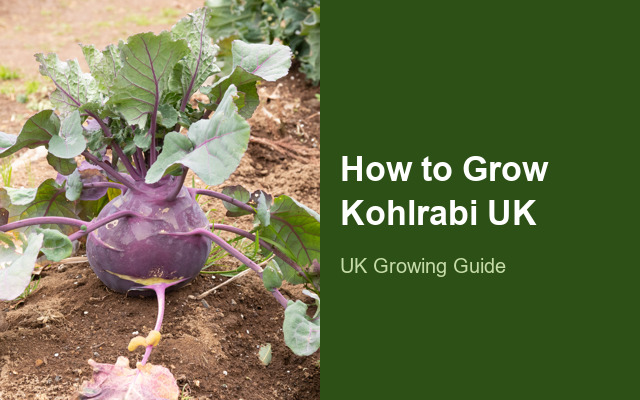 How to Grow Kohlrabis UK | Regional Planting Calendar guide thumbnail