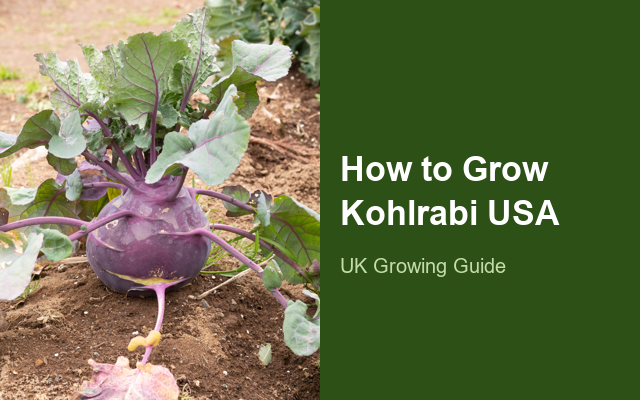 How to Grow Kohlrabis USA | Care, Pests & Disease Control guide thumbnail