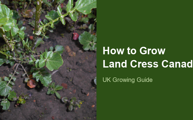 How to Grow Land Cresses Canada | Complete Growing Guide guide thumbnail