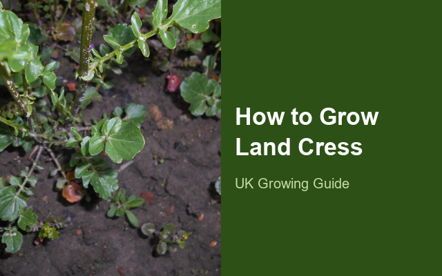 How to Grow Land Cresses | Complete Growing Guide guide thumbnail