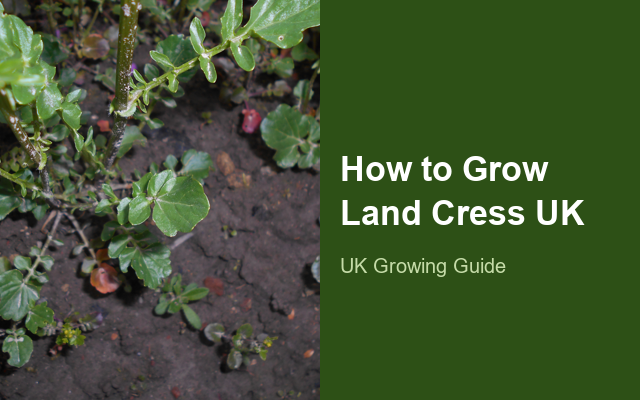 How to Grow Land Cresses UK | Regional Planting Calendar guide thumbnail