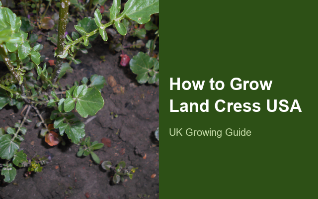 How to Grow Land Cresses USA | Complete Growing Guide guide thumbnail