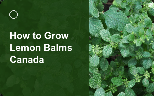How to Grow Lemon Balms Canada | Planting & Establishment guide thumbnail