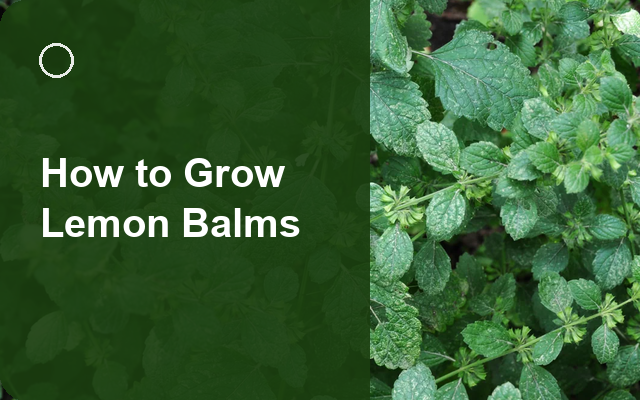 How to Grow Lemon Balms | Planting & Establishment guide thumbnail