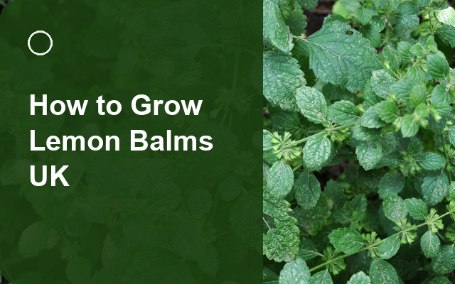 How to Grow Lemon Balms UK | Regional Planting Calendar guide thumbnail