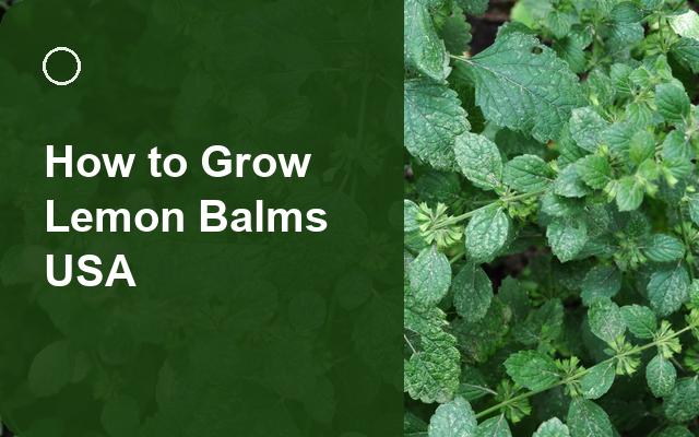 How to Grow Lemon Balms USA | Planting & Establishment guide thumbnail