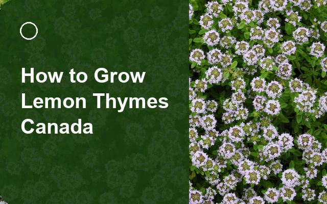 How to Grow Lemon Thymes Canada | Planting & Establishment guide thumbnail