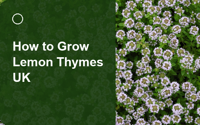How to Grow Lemon Thymes UK | Regional Planting Calendar guide thumbnail