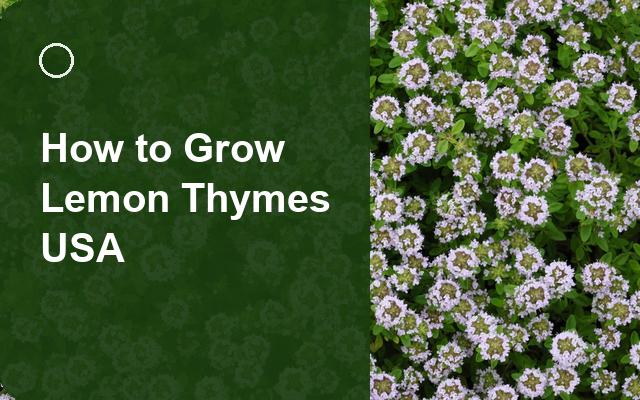 How to Grow Lemon Thymes USA | Planting & Establishment guide thumbnail