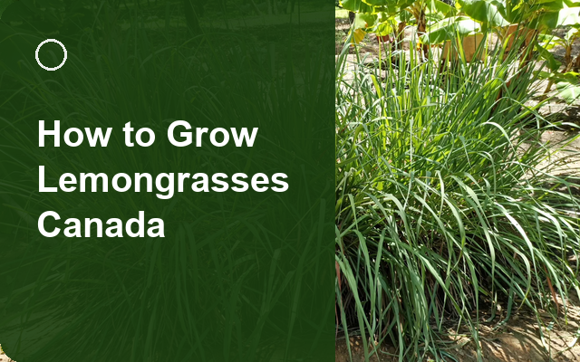 How to Grow Lemongrasses Canada | Sowing, Protection & Harvest guide thumbnail