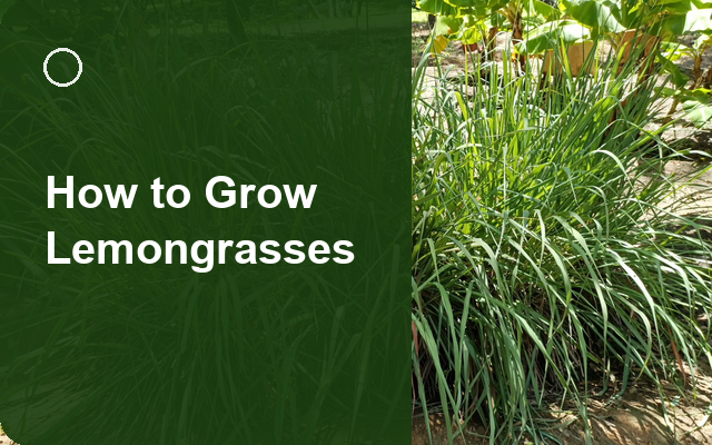 How to Grow Lemongrasses | Sowing, Protection & Harvest guide thumbnail