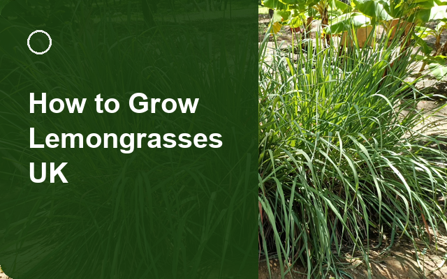 How to Grow Lemongrasses UK | Regional Planting Calendar guide thumbnail