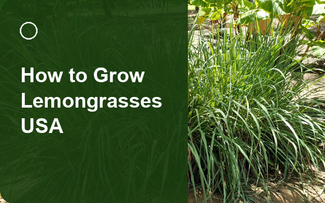 How to Grow Lemongrasses USA | Sowing, Protection & Harvest guide thumbnail