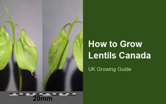 How to Grow Lentils Canada | Complete Growing Guide guide thumbnail
