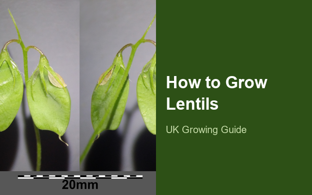 How to Grow Lentils | Complete Growing Guide guide thumbnail