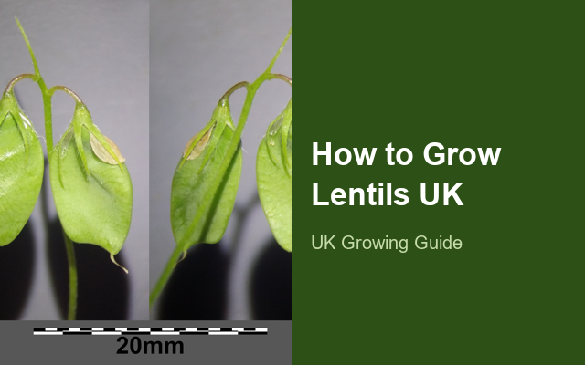 How to Grow Lentils UK | Regional Planting Calendar guide thumbnail