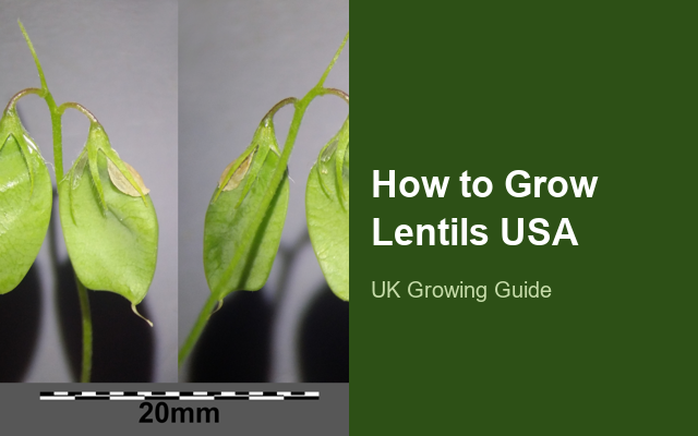 How to Grow Lentils USA | Complete Growing Guide guide thumbnail