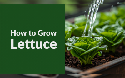 Lettuce guide thumbnail