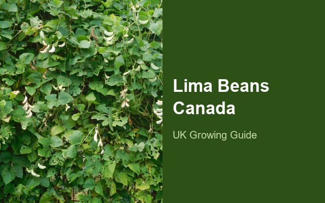 How to Grow Lima Beans Canada | Care, Pests & Disease Control guide thumbnail