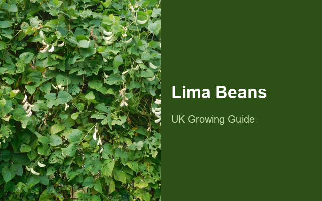 How to Grow Lima Beans | Care, Pests & Disease Control guide thumbnail
