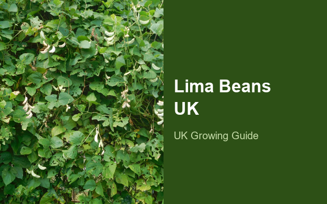 How to Grow Lima Beans UK | Regional Planting Calendar guide thumbnail