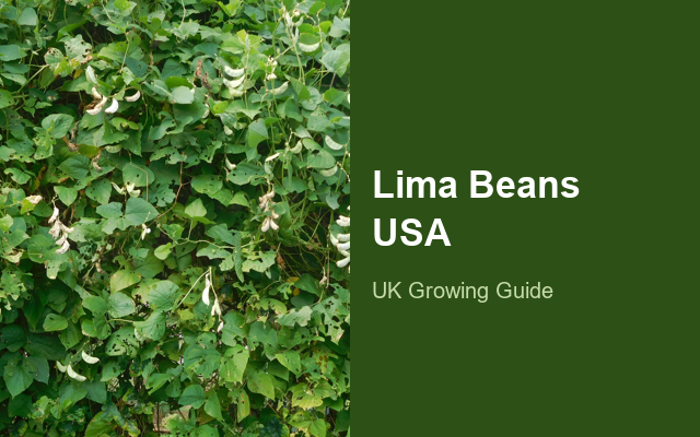 How to Grow Lima Beans USA | Care, Pests & Disease Control guide thumbnail