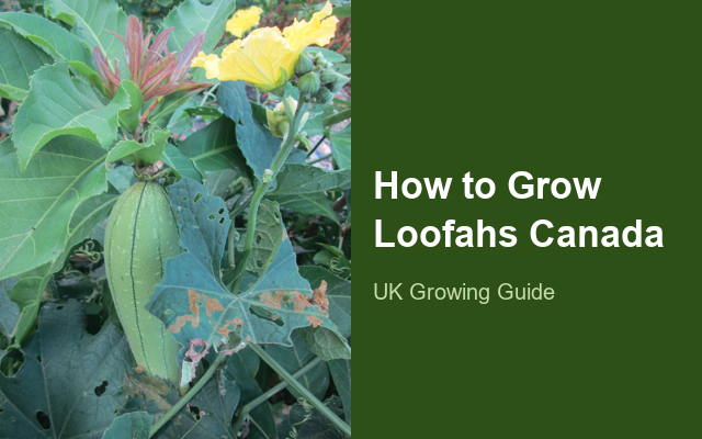 How to Grow Loofahs Canada | Sowing, Protection & Harvest guide thumbnail