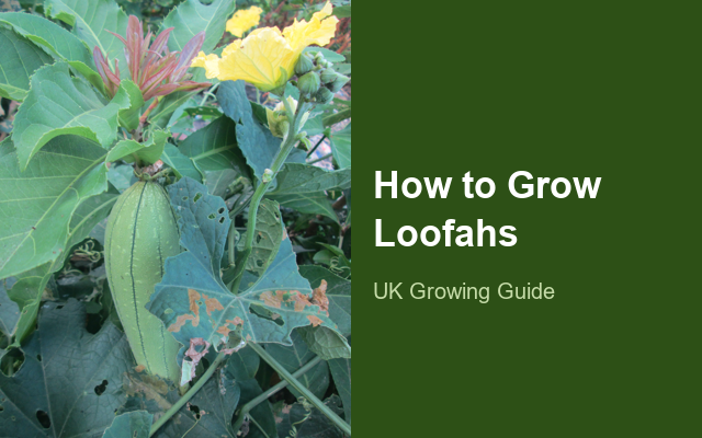How to Grow Loofahs | Sowing, Protection & Harvest guide thumbnail