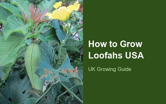 How to Grow Loofahs USA | Sowing, Protection & Harvest guide thumbnail
