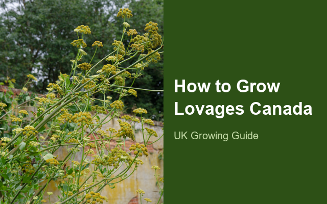 How to Grow Lovages Canada | Planting & Establishment guide thumbnail