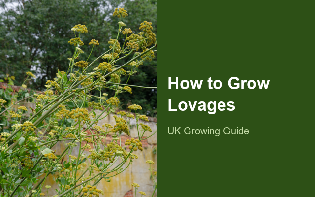 How to Grow Lovages | Planting & Establishment guide thumbnail