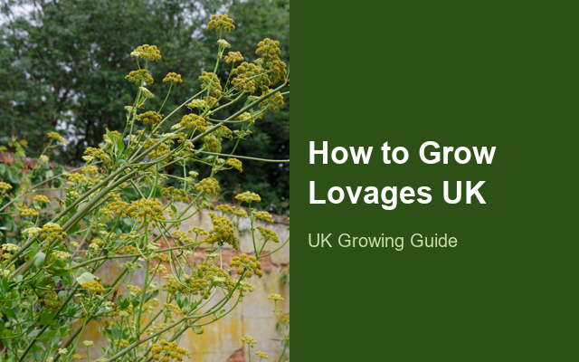 How to Grow Lovages UK | Regional Planting Calendar guide thumbnail