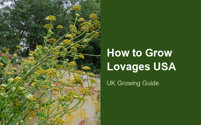 How to Grow Lovages USA | Planting & Establishment guide thumbnail