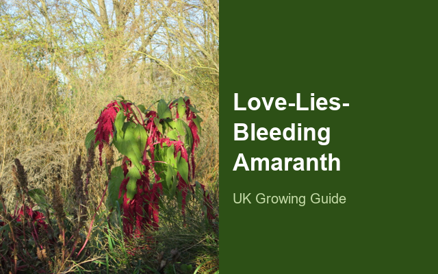 Love-Lies-Bleeding Amaranth guide thumbnail