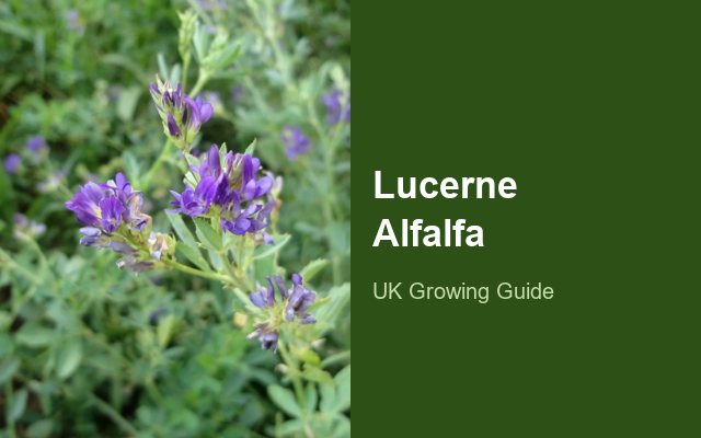 How to Grow Lucernes UK | Regional Planting Calendar guide thumbnail