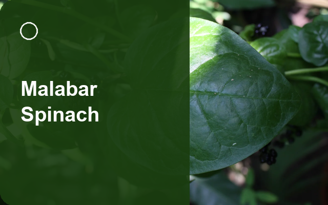 How to Grow Malabar Spinaches UK | Regional Planting Calendar guide thumbnail