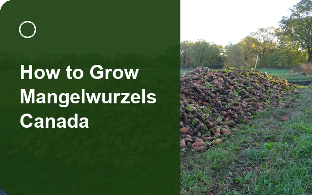 How to Grow Mangelwurzels Canada | Complete Growing Guide guide thumbnail