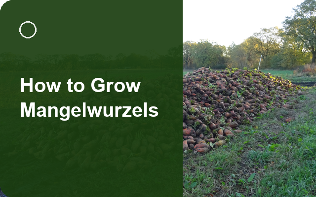 How to Grow Mangelwurzels | Complete Growing Guide guide thumbnail