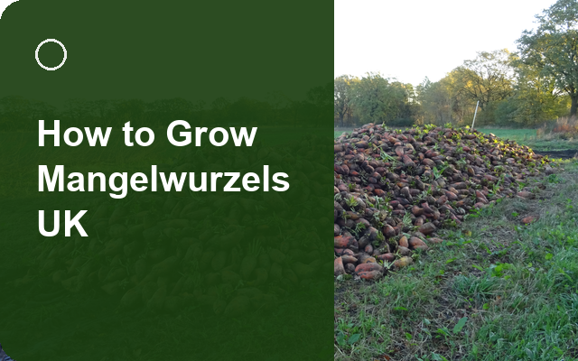 How to Grow Mangelwurzels UK | Regional Planting Calendar guide thumbnail