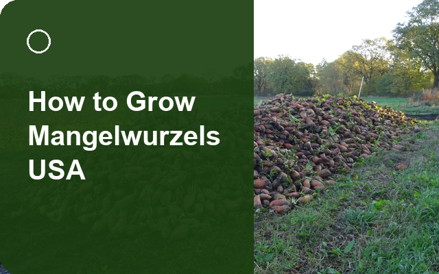 How to Grow Mangelwurzels USA | Complete Growing Guide guide thumbnail