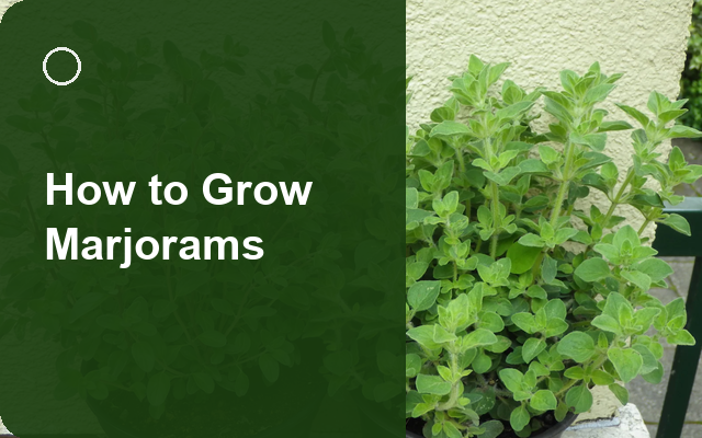 How to Grow Marjorams | Planting & Establishment guide thumbnail